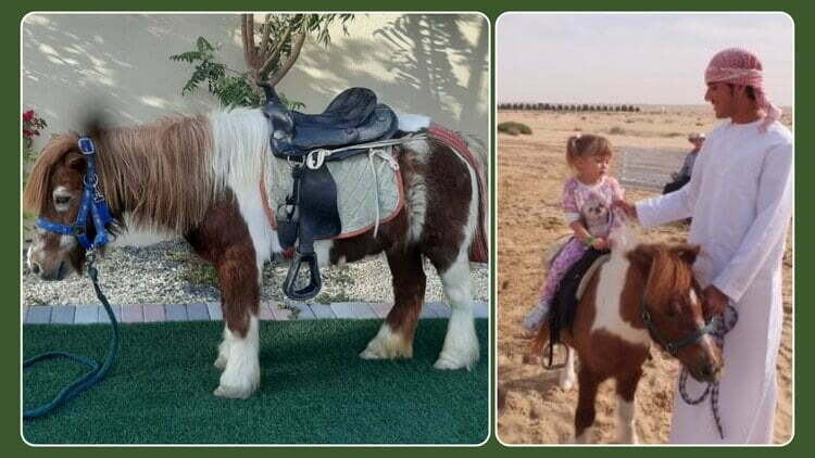 pony-horse-riding-in-dubai